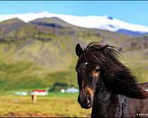 Iceland Horse In Front Of Eyjafjallajökull Iceland Horse In Front Of Eyjafjallajökull vulkan and glacier in Iceland.