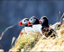 Iceland Puffins Three puffins sitting in the sun at Kirkjufjara-Beach in Iceland