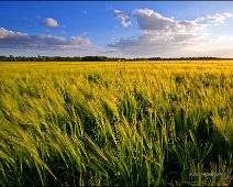 Feld in der Abendsonne