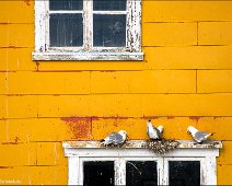 Pigeons Nusfjord Lofoten Nusfjord, a fishertown in Norway, Lofoten.