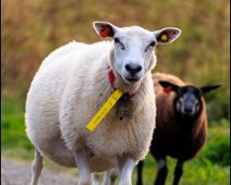 Very-sheep-1C7A1779