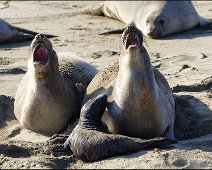 California Sea Lion