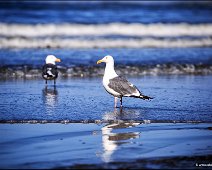 Albatros-Newport-Beach-FG2A1283-als-Smartobjekt-1
