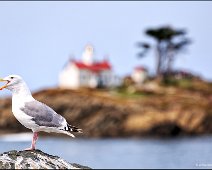 Battery Point Lighthouse Crescent City